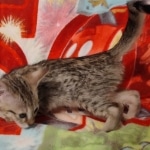 Savannah female F-3C DOB 3-11-22