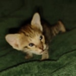 Savannah female F-3C DOB 3-11-22