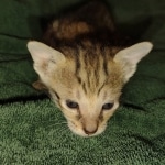 Savannah female F-3C DOB 3-11-22