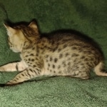 Savannah female F-3C DOB 3-11-22