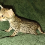 Savannah female F-3C DOB 3-11-22