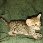 Savannah female F-3C DOB 3-11-22