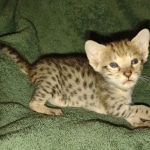 Savannah female F-3C DOB 3-11-22