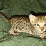 Savannah female F-3C DOB 3-11-22