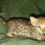 Savannah female F-3C DOB 3-11-22