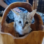 Savannah female F-3C DOB 3-11-22