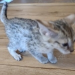 Savannah female F-3C DOB 3-11-22