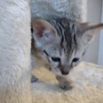 Savannah female F-3C DOB 3-11-22