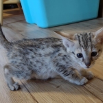 Savannah female F-3C DOB 3-11-22