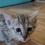 Savannah female F-3C DOB 3-11-22