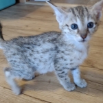 Savannah female F-3C DOB 3-11-22