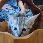 Savannah female F-3C DOB 3-11-22