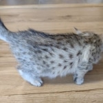 Savannah female F-3C DOB 3-11-22