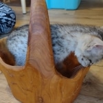 Savannah female F-3C DOB 3-11-22