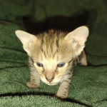 Savannah female F-3C DOB 3-11-22