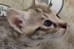 Savannah F-3C Female #2 DOB 6-4-24