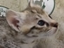 Savannah F-3C Female #2 DOB 6-4-24