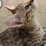 Savannah-F-3C-Female-b