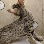 Savannah-F-3C-Female-c