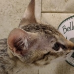 Savannah-F-3C-Female-d