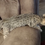 Savannah-F-3C-Female