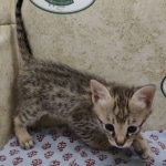 Available Savannah F-3C Female Brown Spotted DOB 6-4-24