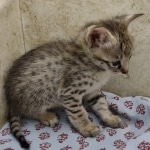 Available Savannah F-3C Female Brown Spotted DOB 6-4-24