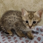 Available Savannah F-3C Female Brown Spotted DOB 6-4-24