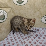 Available Savannah F-3C Female Brown Spotted DOB 6-4-24