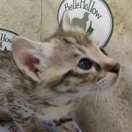 Available Savannah F-3C Female Brown Spotted DOB 6-4-24