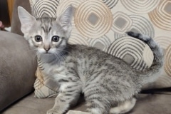 Savannah F-3C Female 6-27-24