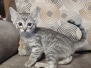 Savannah F-3C Female 6-27-24