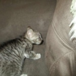 Savannah, F-3C, Female, BST, DOB 6-11-18