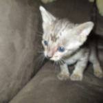 Savannah, F-3C, Female, BST, DOB 6-11-18