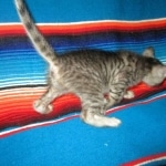 Savannah, F-3C, Female, BST, DOB 6-11-18