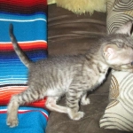 Savannah, F-3C, Female, BST, DOB 6-11-18