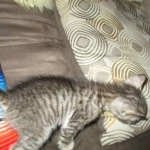 Savannah, F-3C, Female, BST, DOB 6-11-18