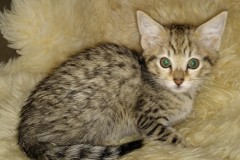 Savannah F-3C female Brown spotted special needs DOB 10-2-20