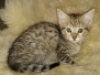Savannah F-3C female Brown spotted special needs DOB 10-2-20
