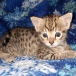 Savannah, Female, BST, DOB 10-2-20 SN