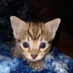 Savannah, Female, BST, DOB 10-2-20 SN