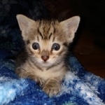 Savannah, Female, BST, DOB 10-2-20 SN