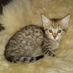 Savannah, Female, BST, DOB 10-2-20 SN