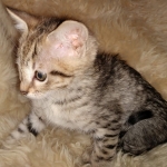 Savannah, Female, BST, DOB 10-2-20 SN