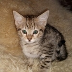 Savannah, Female, BST, DOB 10-2-20 SN