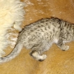 Savannah, Female, BST, DOB 10-2-20 SN