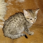 Savannah, Female, BST, DOB 10-2-20 SN