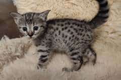 Tucci Savannah F-3C Female BST DOB 11-6-21