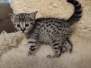 Tucci Savannah F-3C Female BST DOB 11-6-21