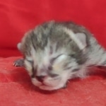 Savannah F-3C Female BST DOB 11-6-21